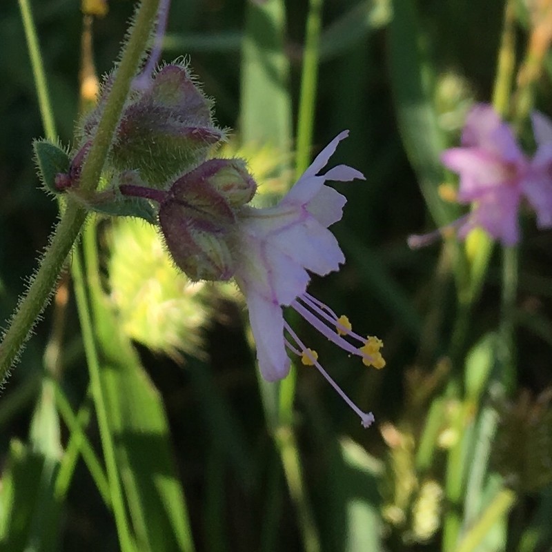 Narrowleaf Four O'Clock photo 8