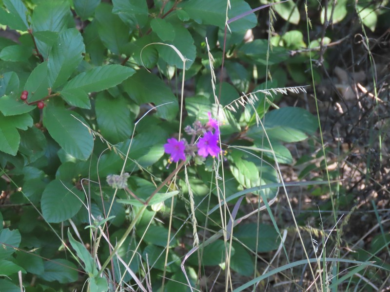 Broadleaf Four O'Clock photo 4