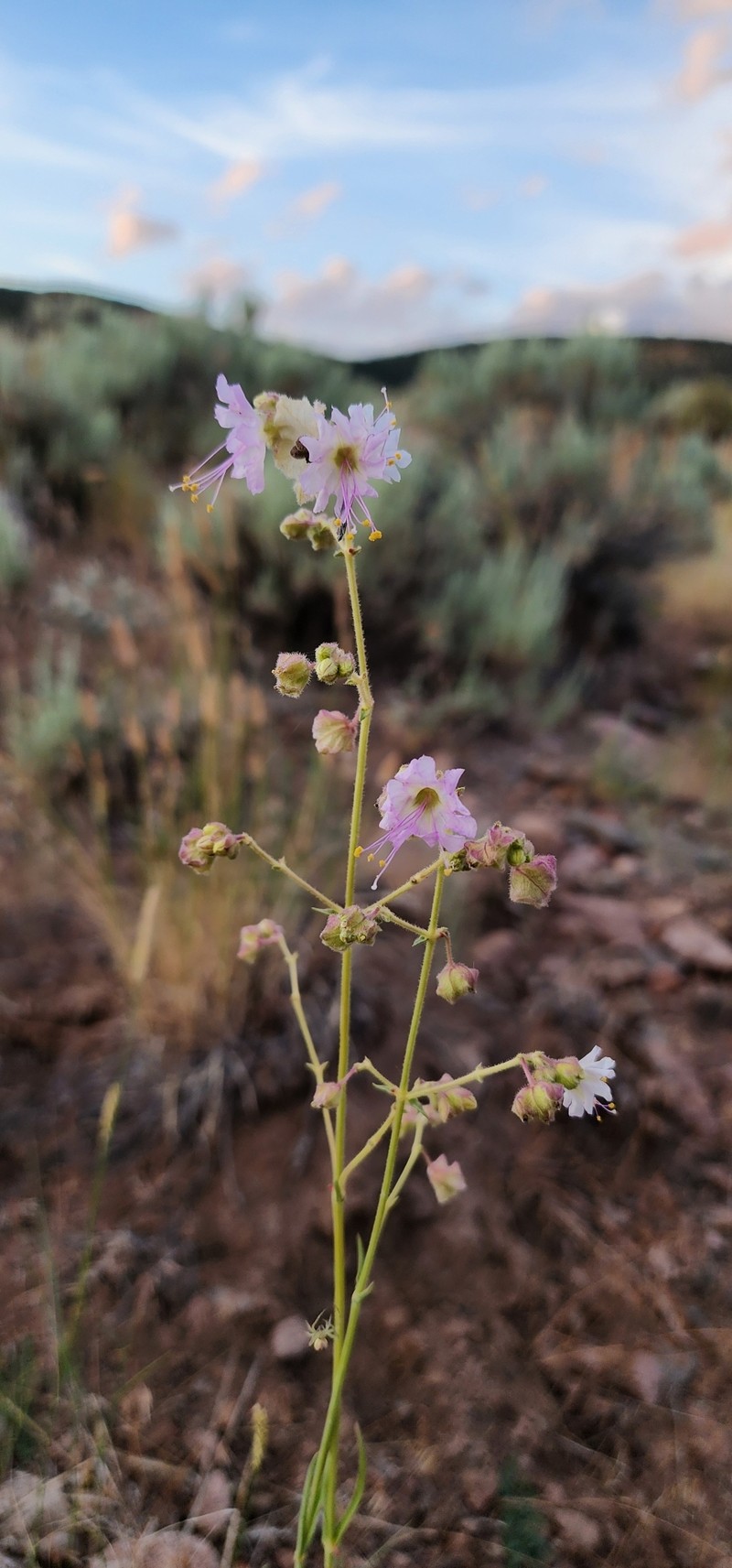 Mirabilis linearis var. linearis