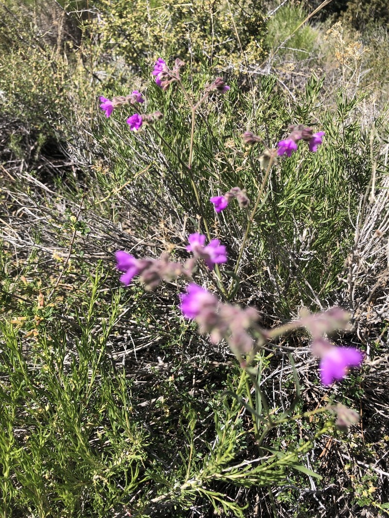 Mirabilis linearis var. linearis photo 2