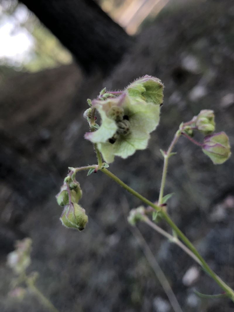 Mirabilis linearis var. linearis photo 3