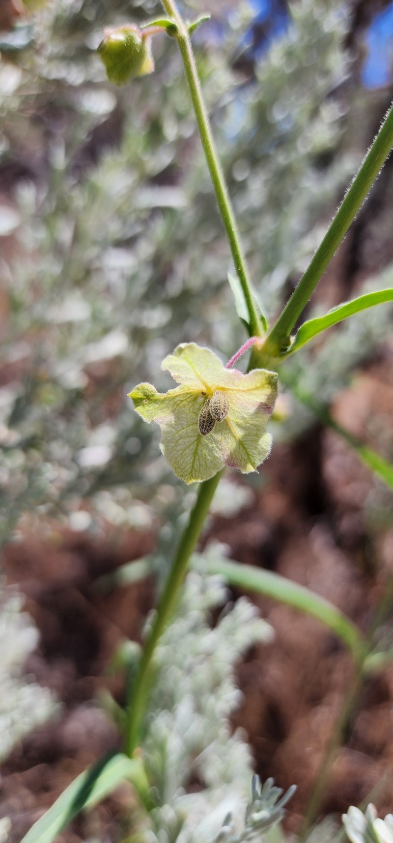 Mirabilis linearis var. linearis photo 4