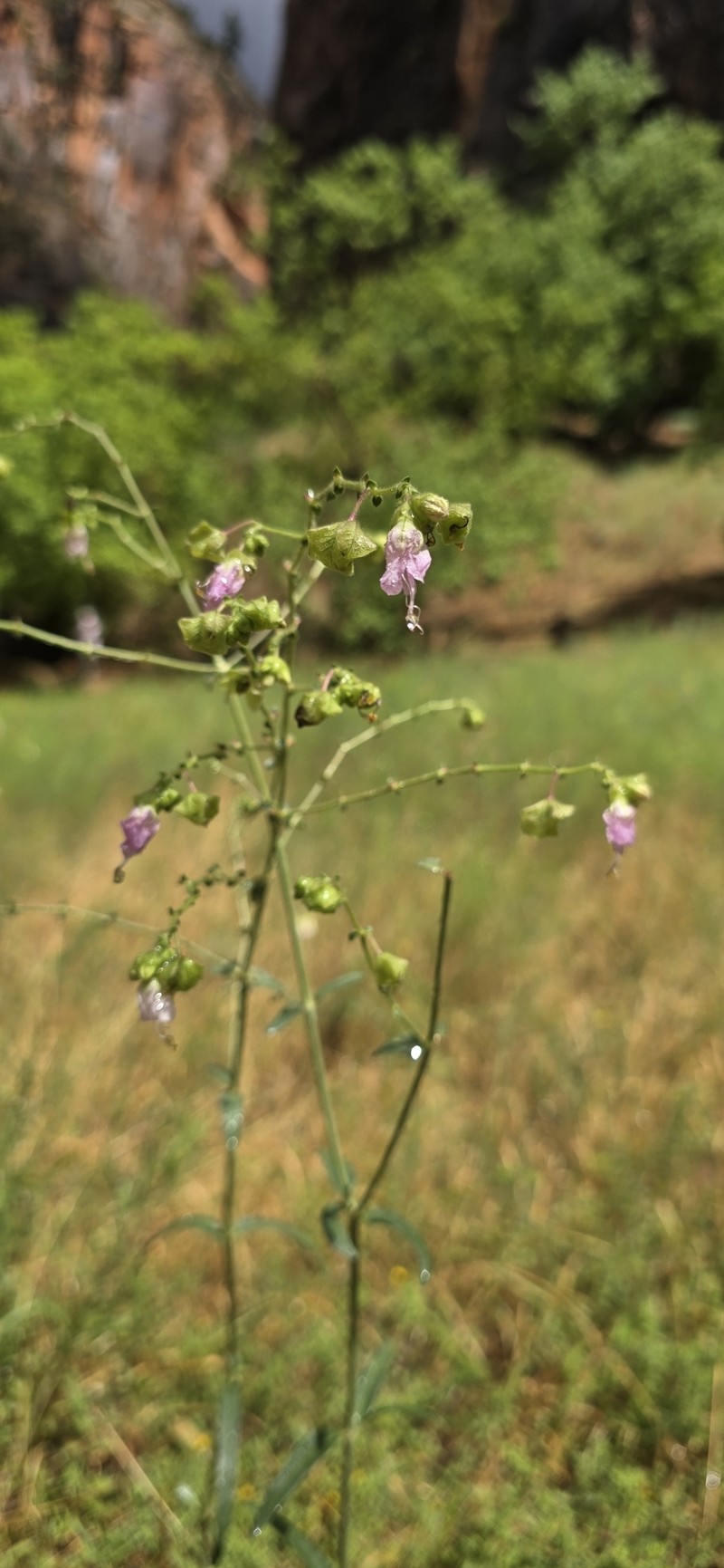 Mirabilis linearis var. linearis photo 5