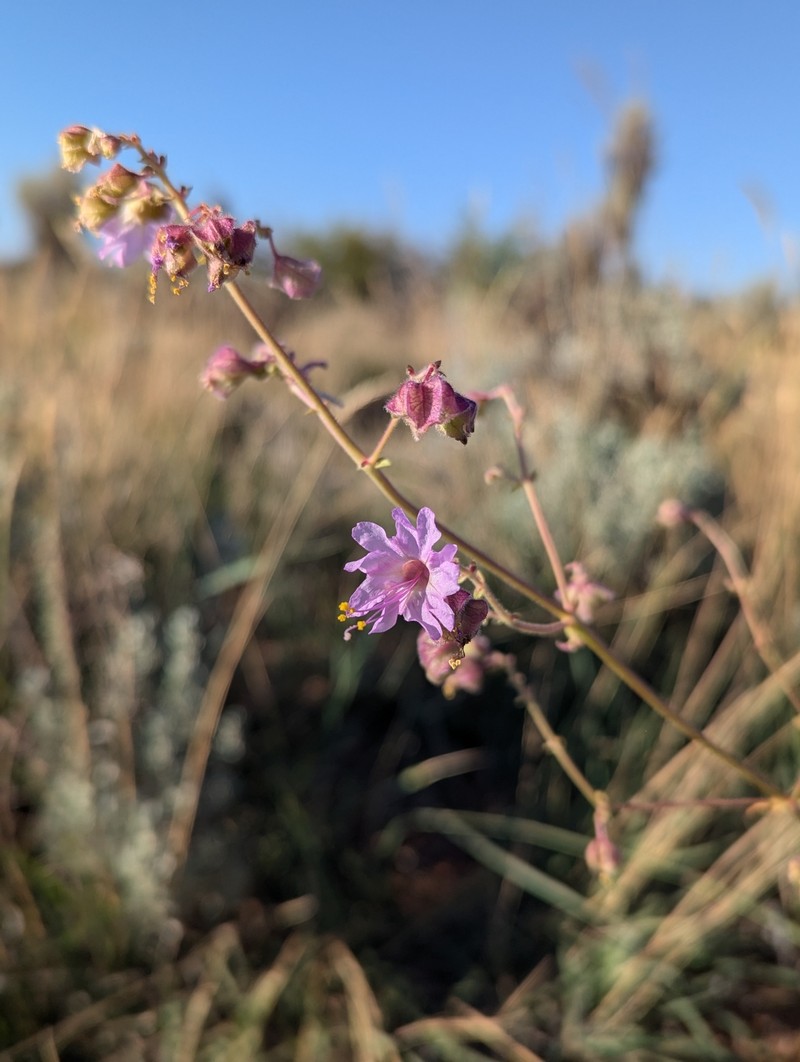 Mirabilis linearis var. linearis photo 6