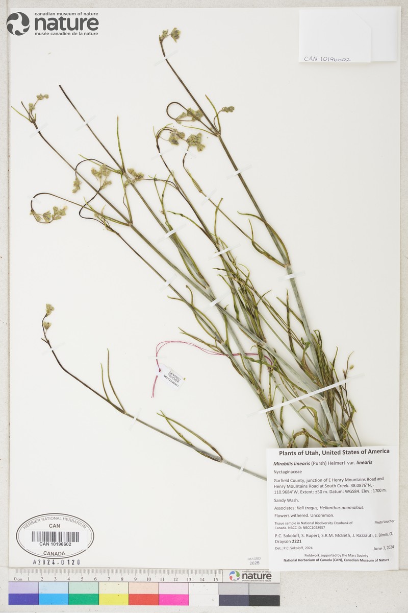 Mirabilis linearis var. linearis photo 7