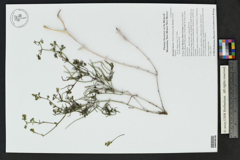 Mirabilis linearis var. linearis photo 8