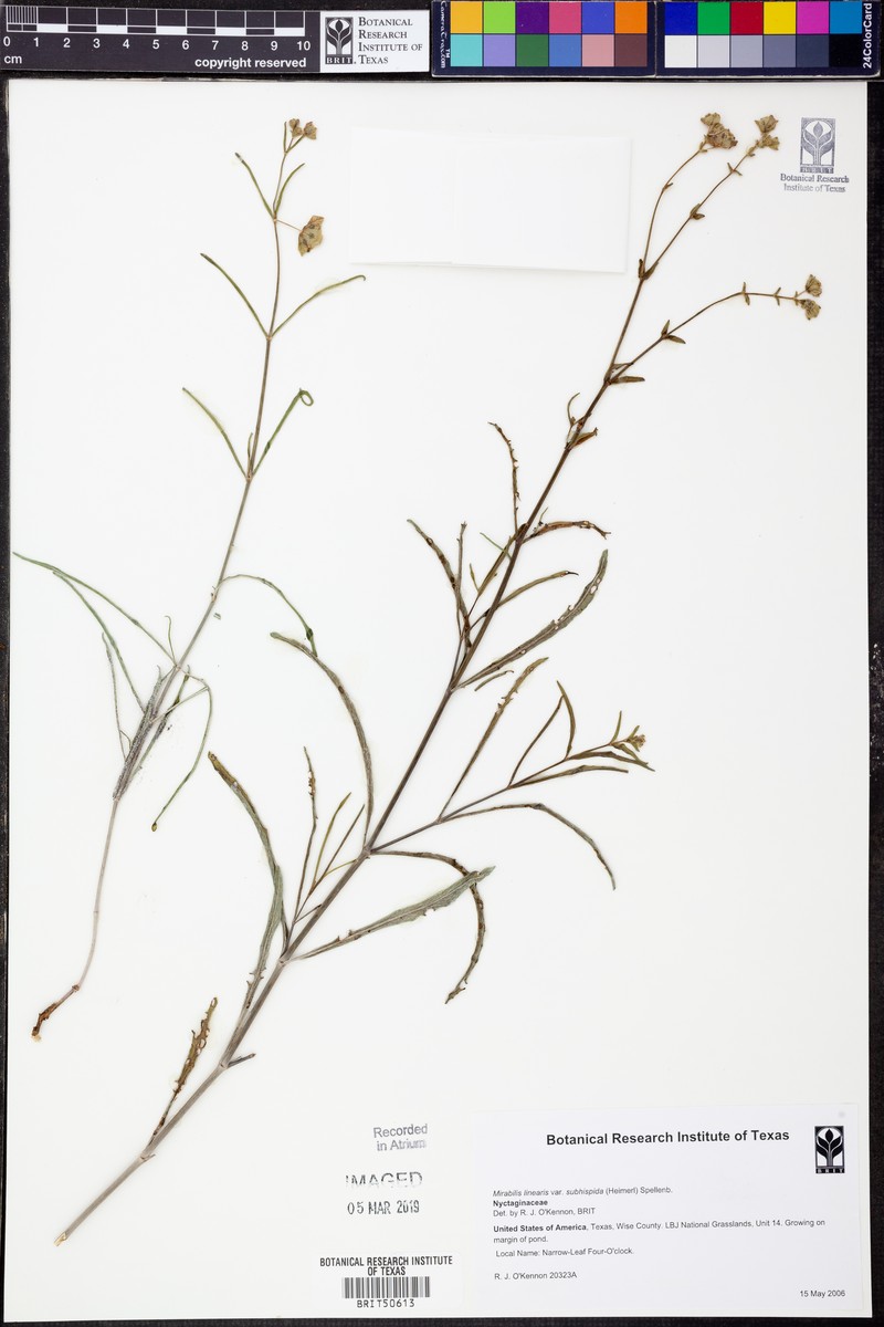 Mirabilis linearis var. subhispida