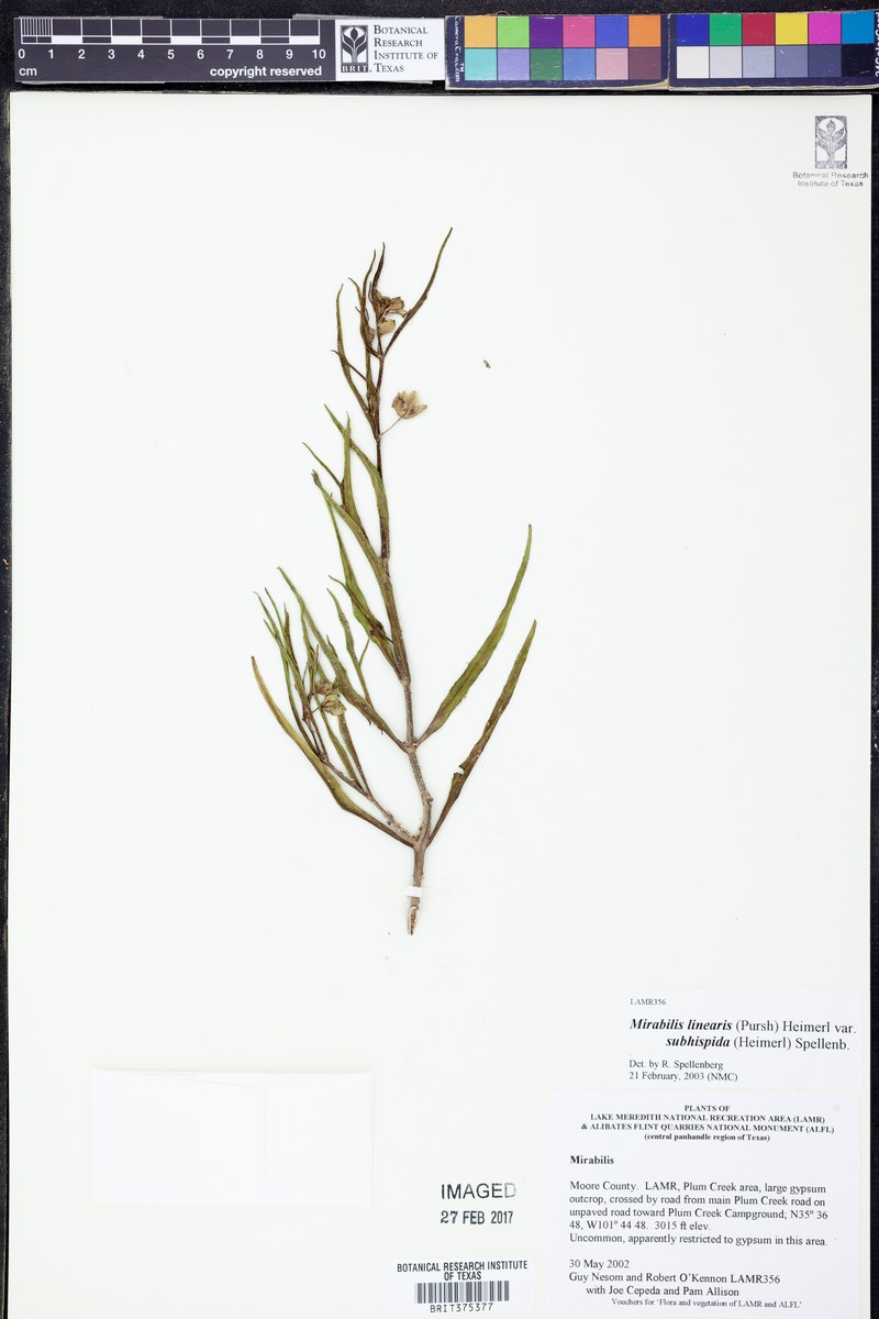 Mirabilis linearis var. subhispida photo 2