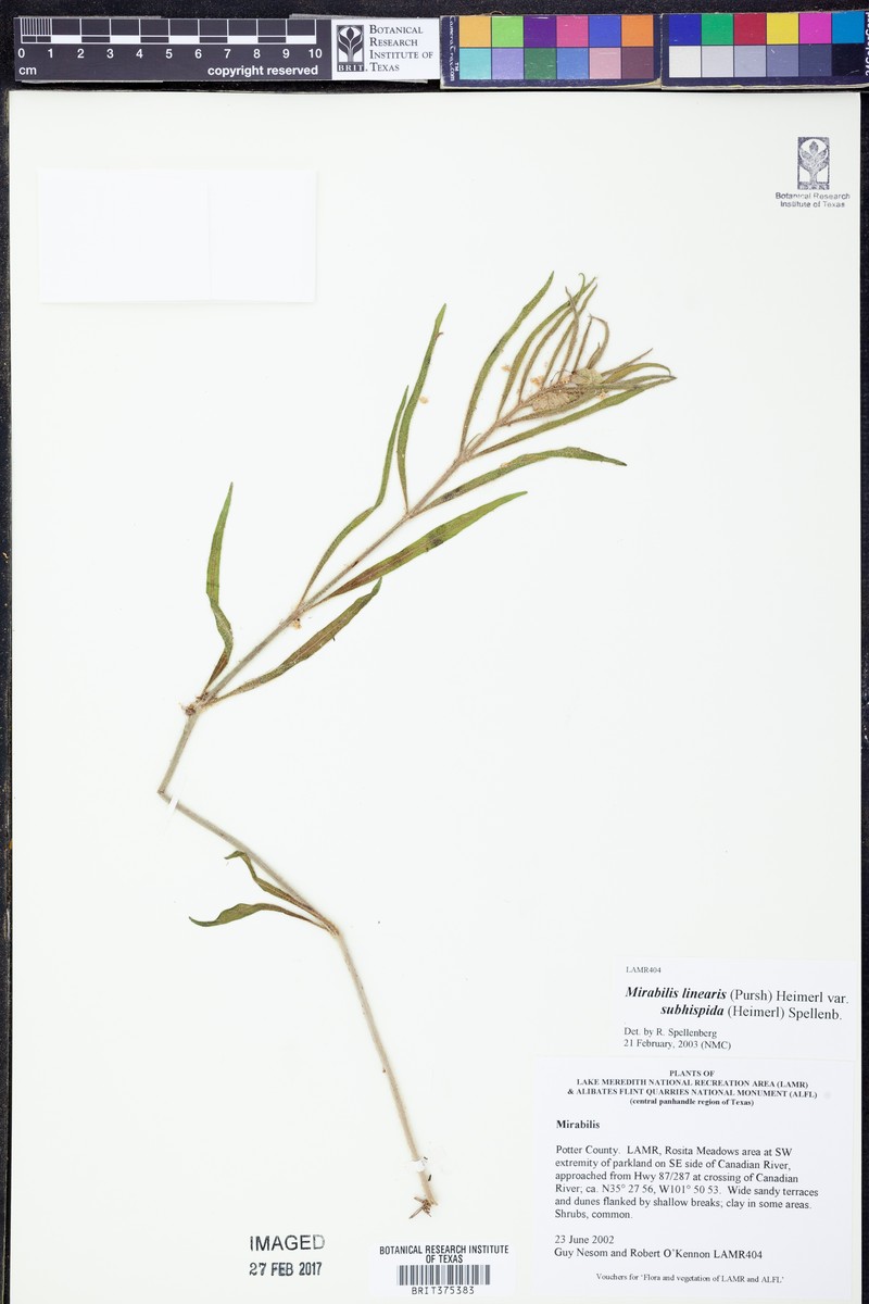 Mirabilis linearis var. subhispida photo 3