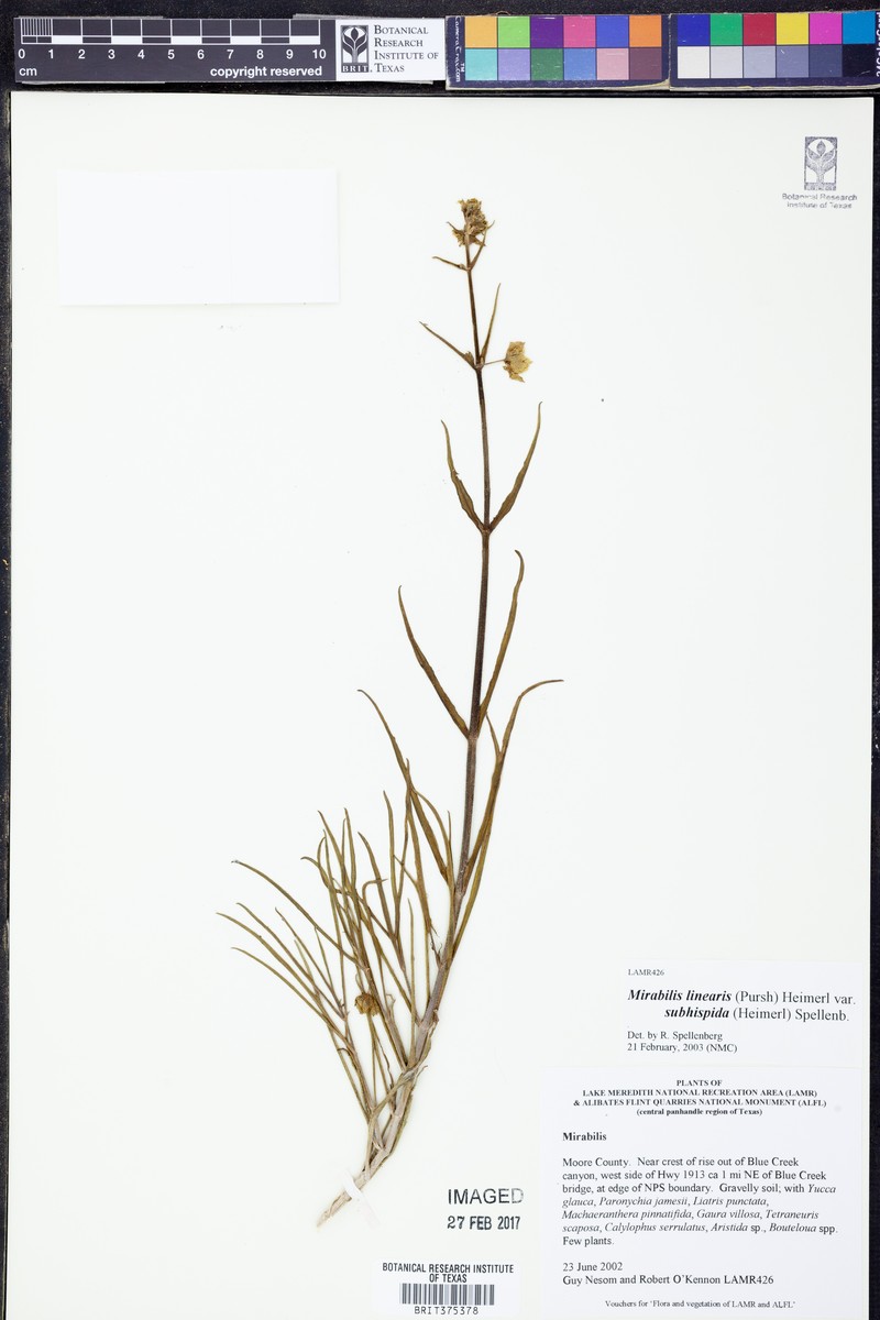 Mirabilis linearis var. subhispida photo 4