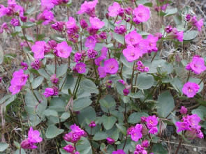 Macfarlane's Four O'Clock