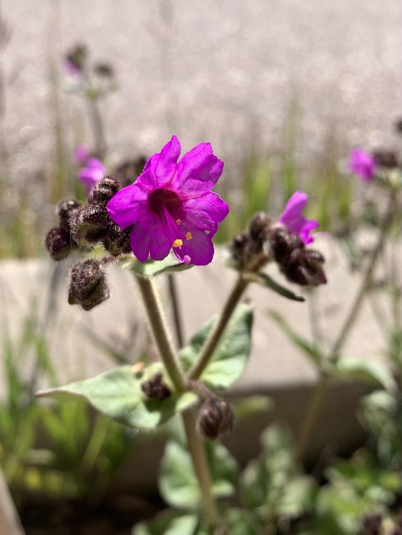 Four O'Clock photo 4
