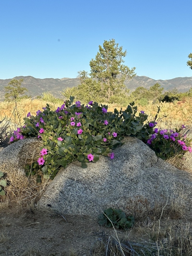 Colorado Four O'Clock photo 7