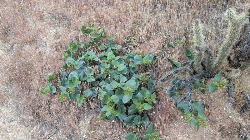 Mirabilis multiflora var. pubescens