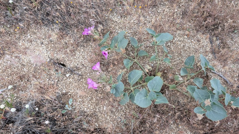 Mirabilis multiflora var. pubescens photo 2