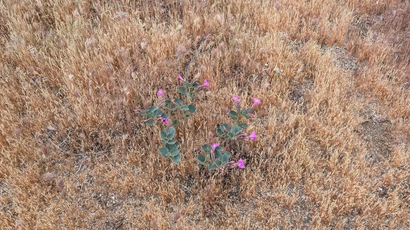 Mirabilis multiflora var. pubescens photo 3
