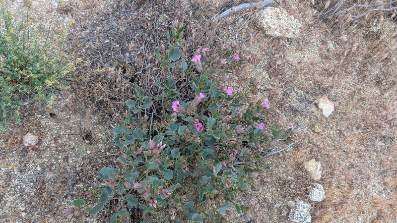 Mirabilis multiflora var. pubescens photo 4