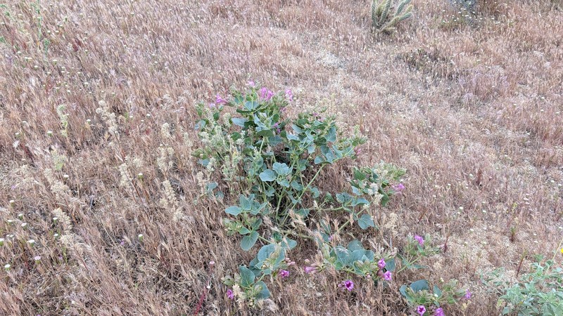 Mirabilis multiflora var. pubescens photo 5