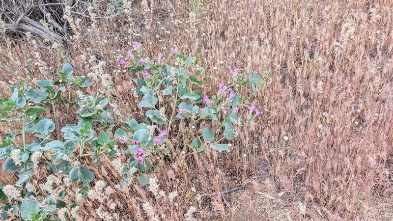 Mirabilis multiflora var. pubescens photo 6