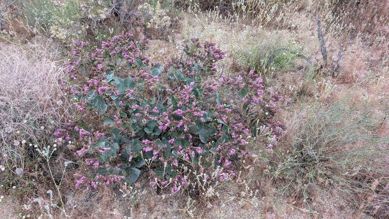 Mirabilis multiflora var. pubescens photo 7