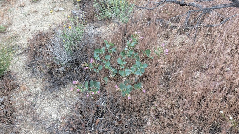 Mirabilis multiflora var. pubescens photo 8