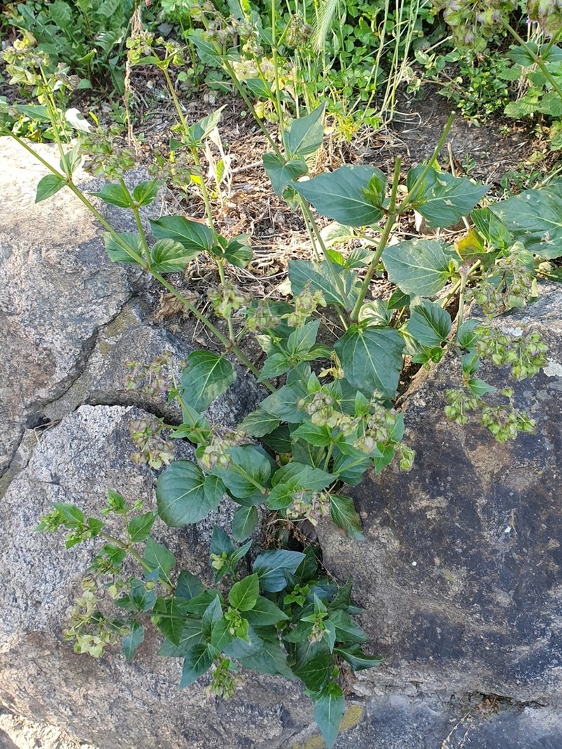 Heartleaf Four O'Clock photo 3