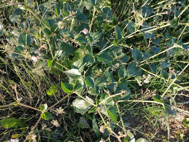 Heartleaf Four O'Clock photo 6