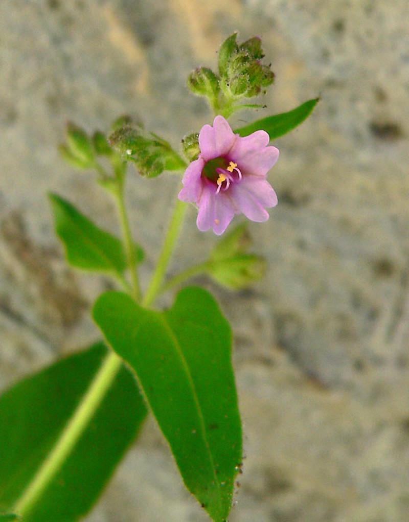 Smooth Spreading Four O'Clock