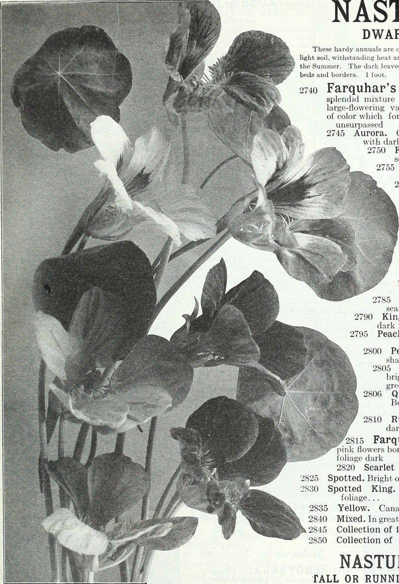 Bashful Four O'Clock