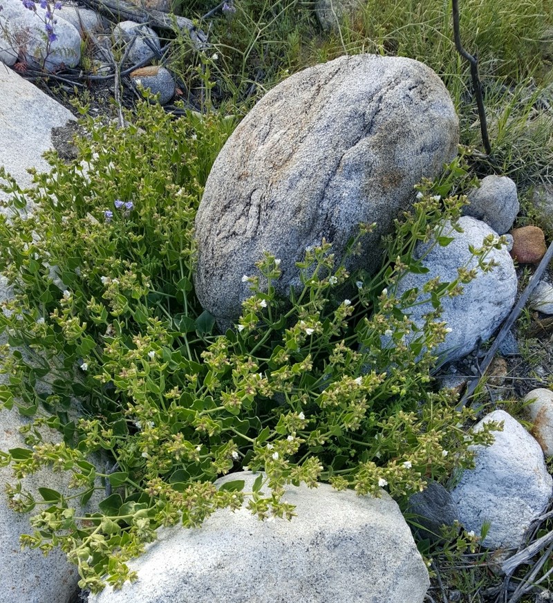 Longlobe Four O'Clock