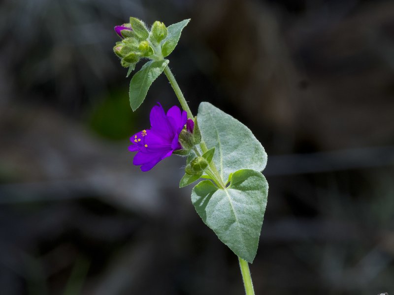 Mirabilis violacea
