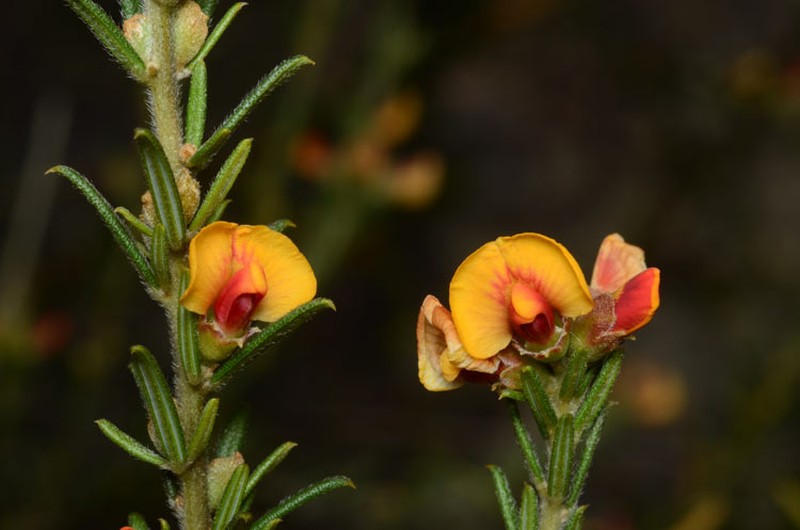 Mirbelia aotoides