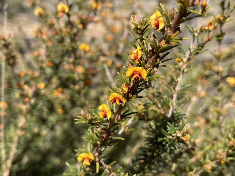 Mirbelia aotoides photo 2