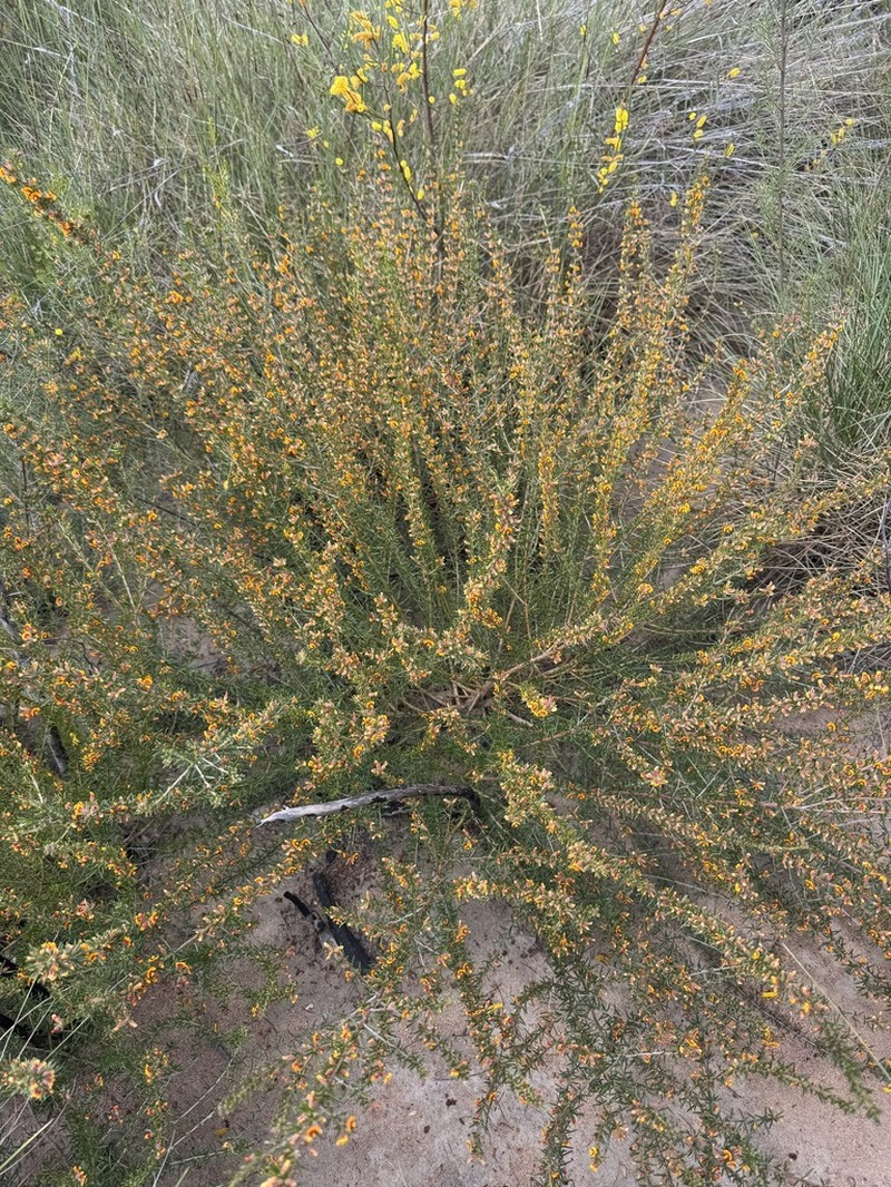Mirbelia aotoides photo 3