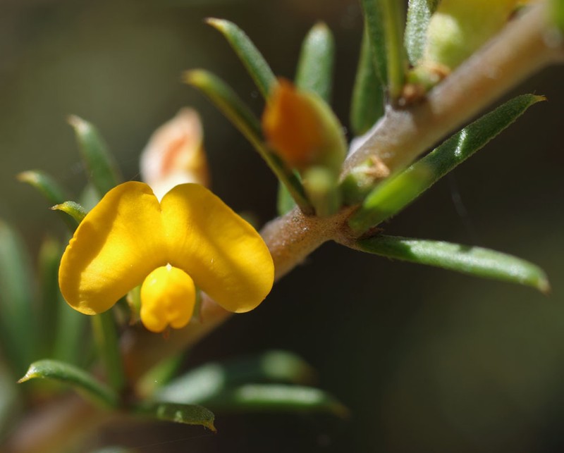 Mirbelia aotoides photo 4