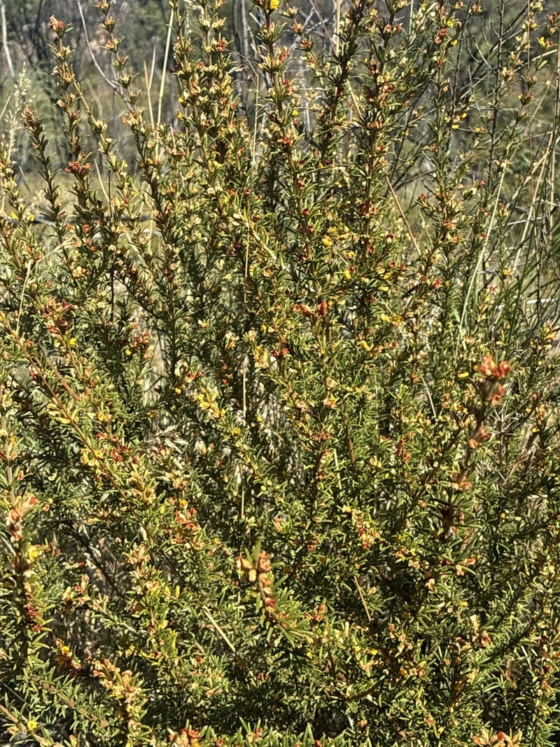 Mirbelia aotoides photo 5