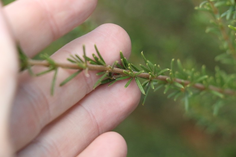 Mirbelia aotoides photo 7