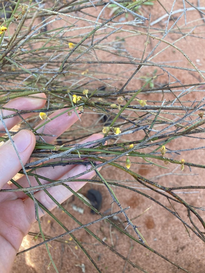 Mirbelia balsiformis