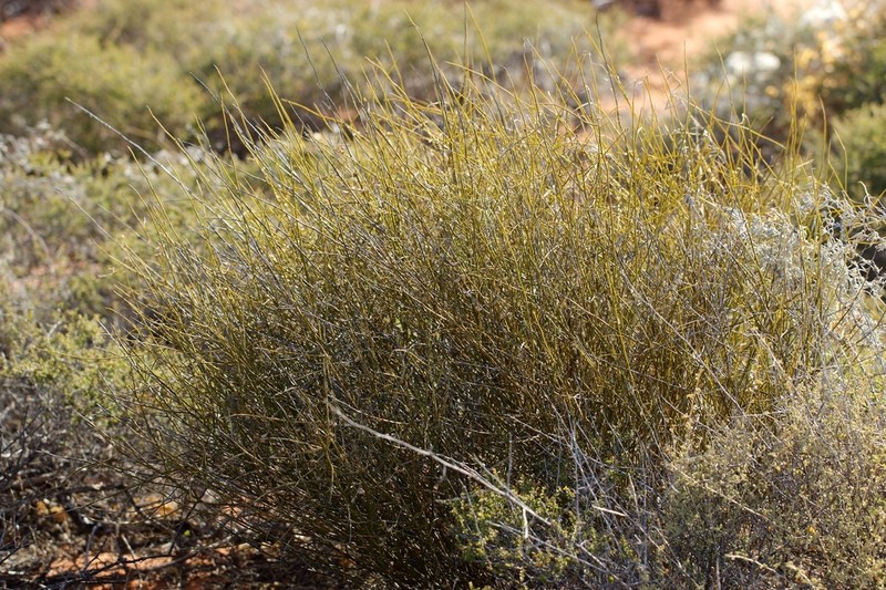 Mirbelia balsiformis photo 3