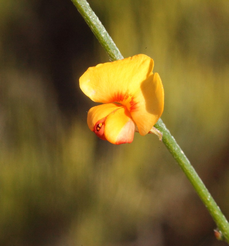 Mirbelia balsiformis photo 4
