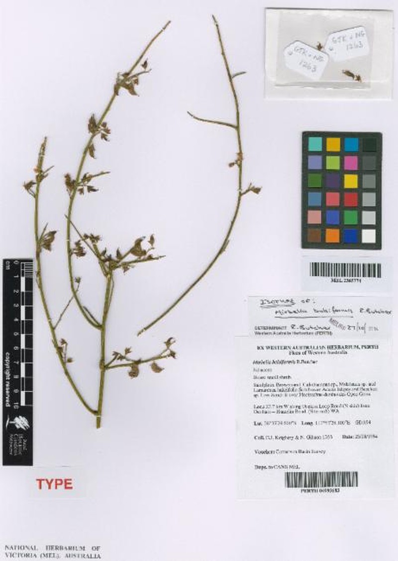 Mirbelia balsiformis photo 5
