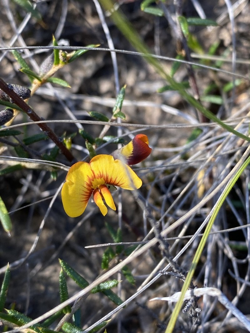 Mirbelia baueri
