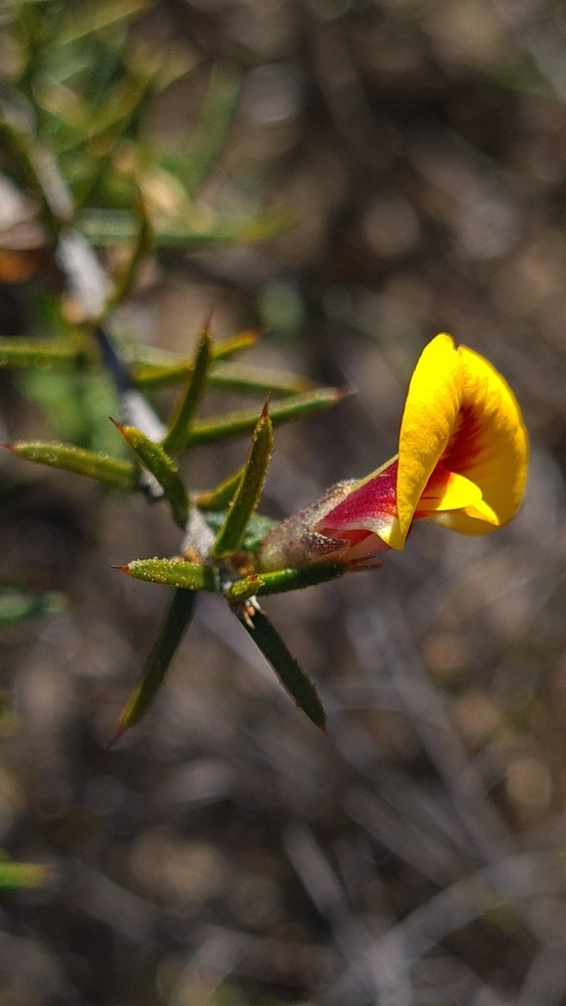 Mirbelia baueri photo 2