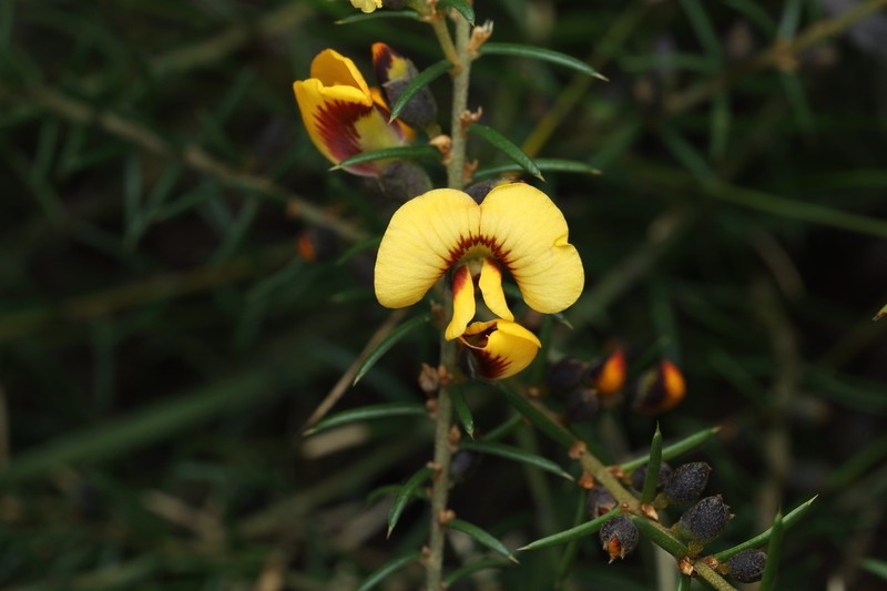 Mirbelia baueri photo 3