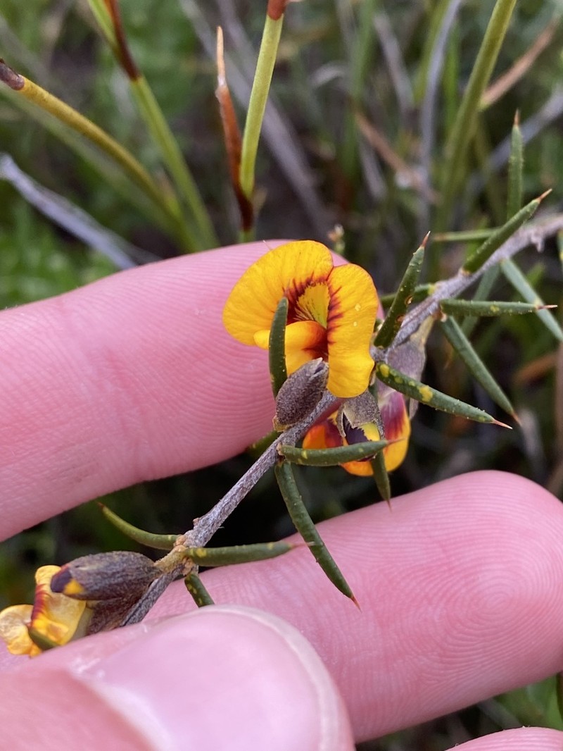 Mirbelia baueri photo 4