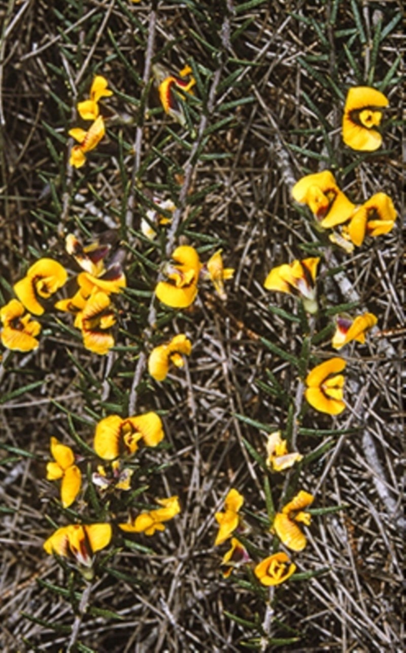 Mirbelia baueri photo 5