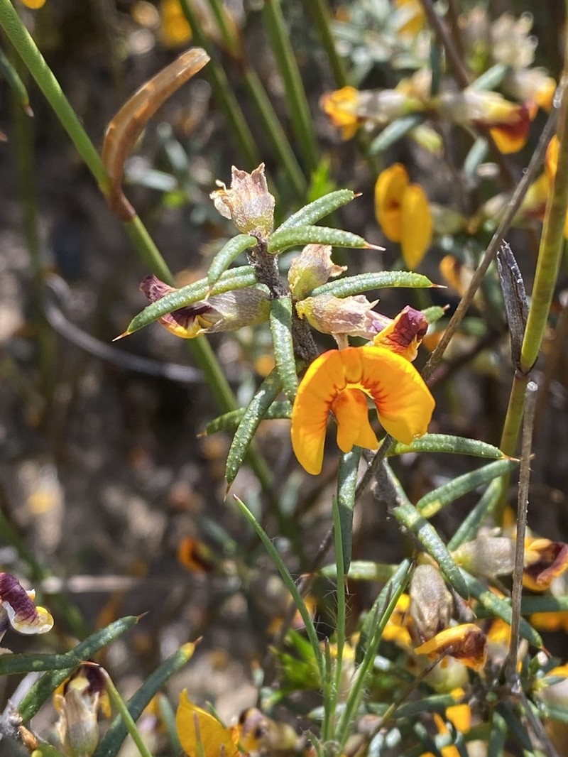 Mirbelia baueri photo 6