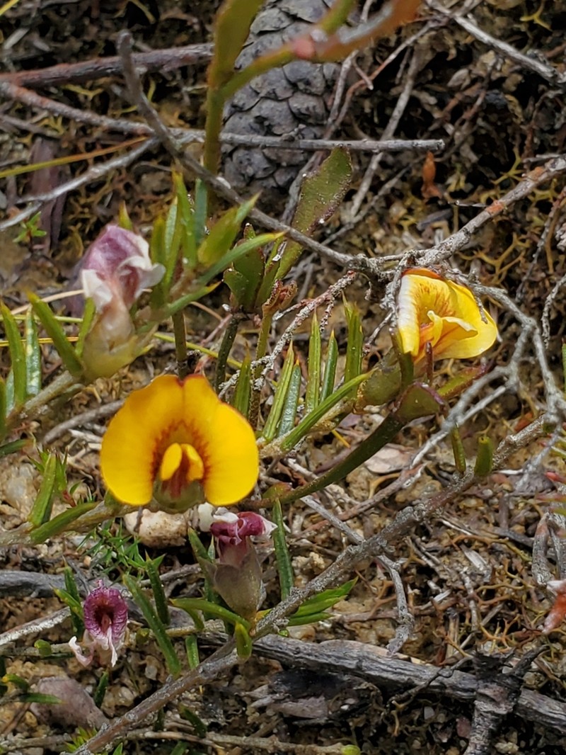 Mirbelia baueri photo 7