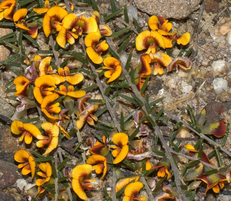 Mirbelia baueri photo 8