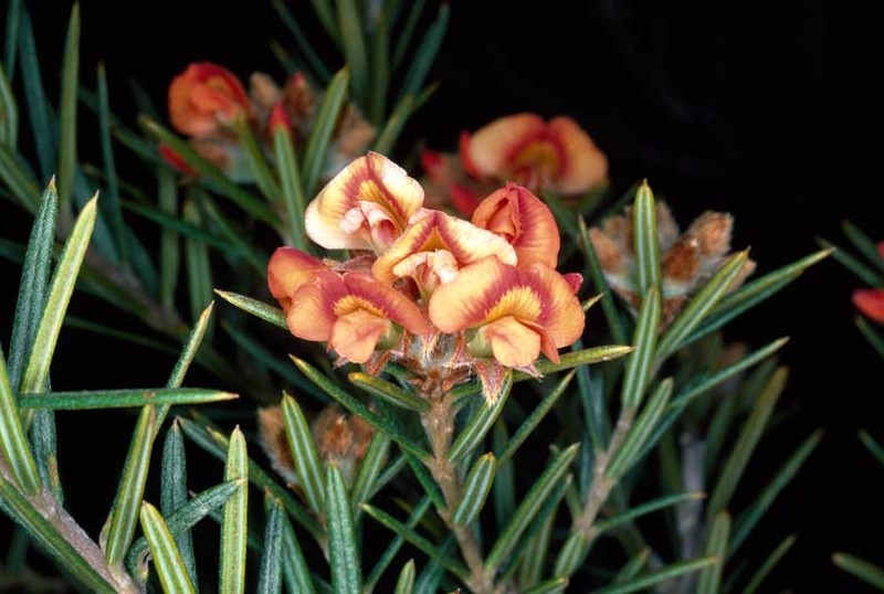 Mirbelia confertiflora